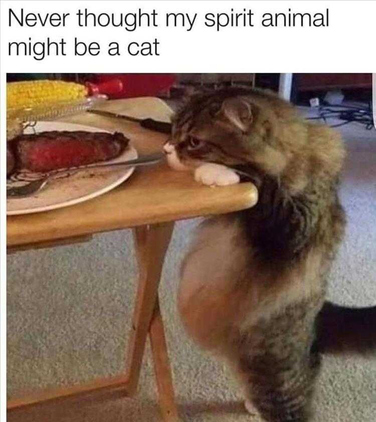 Funny Animal Photos Spirit Animal Is Fat Cat