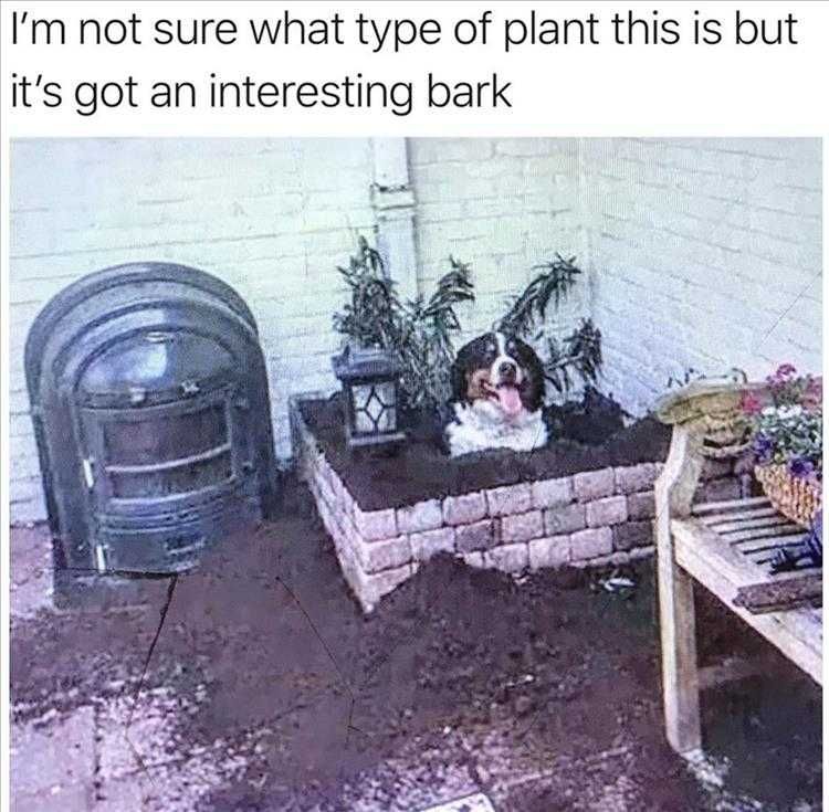 Funny Dog Photos Dog Planted Himself