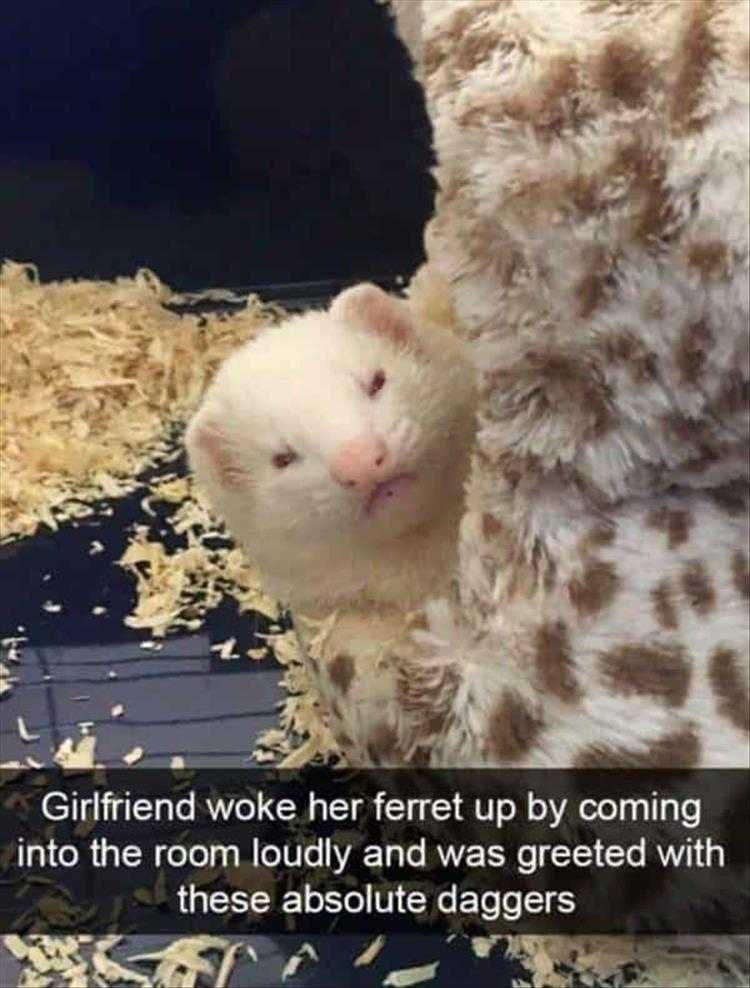 Funny Pet Photos If Looks Could Kill