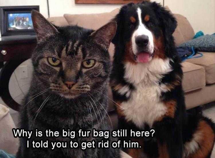 Funny Pet Photos Cat Not Happy