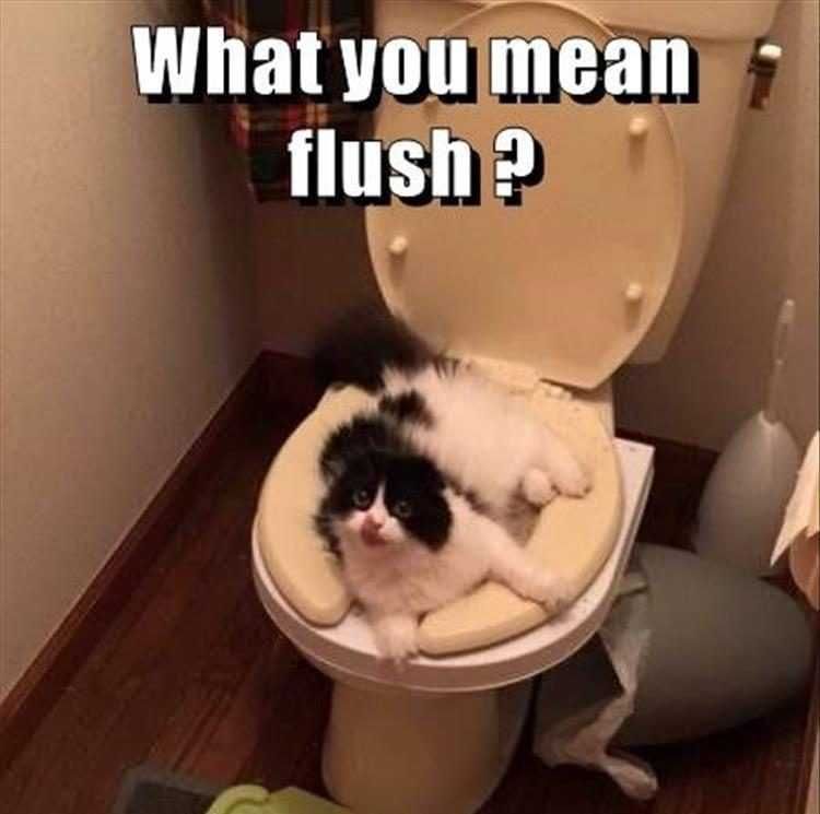 Top 28 Funny Animal Memes Of The Day_5Fc8Fd5E13C64.Jpeg Funny Cat Photos Flush After Use