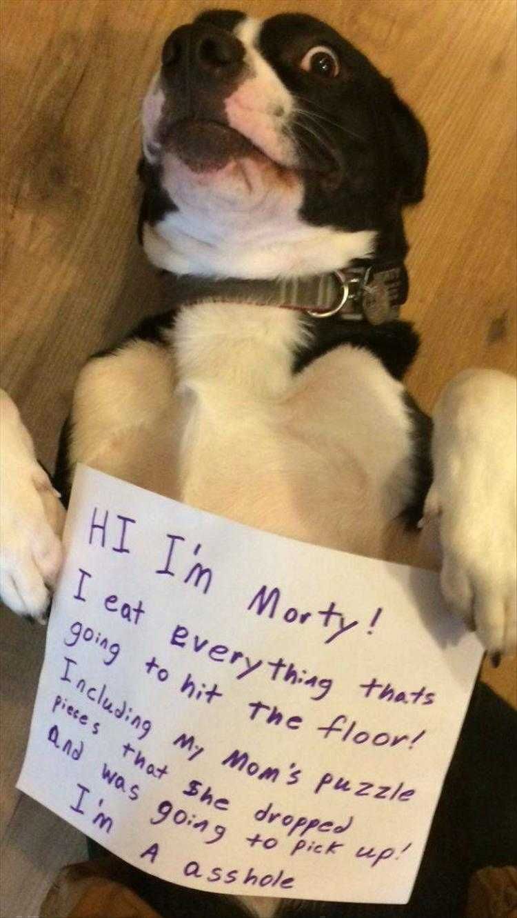 Funny Dog Photo Dog Shaming