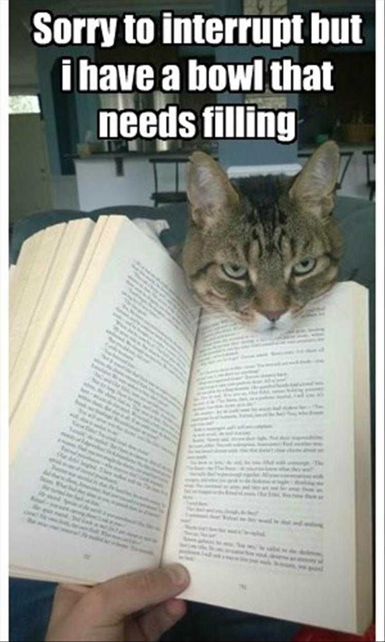 Funny Cat Photos Cat Hints At Empty Bowl