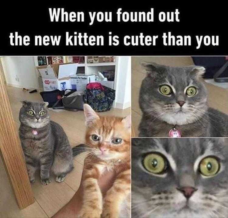 Funny Cat Photo Replaced By A Newer Model