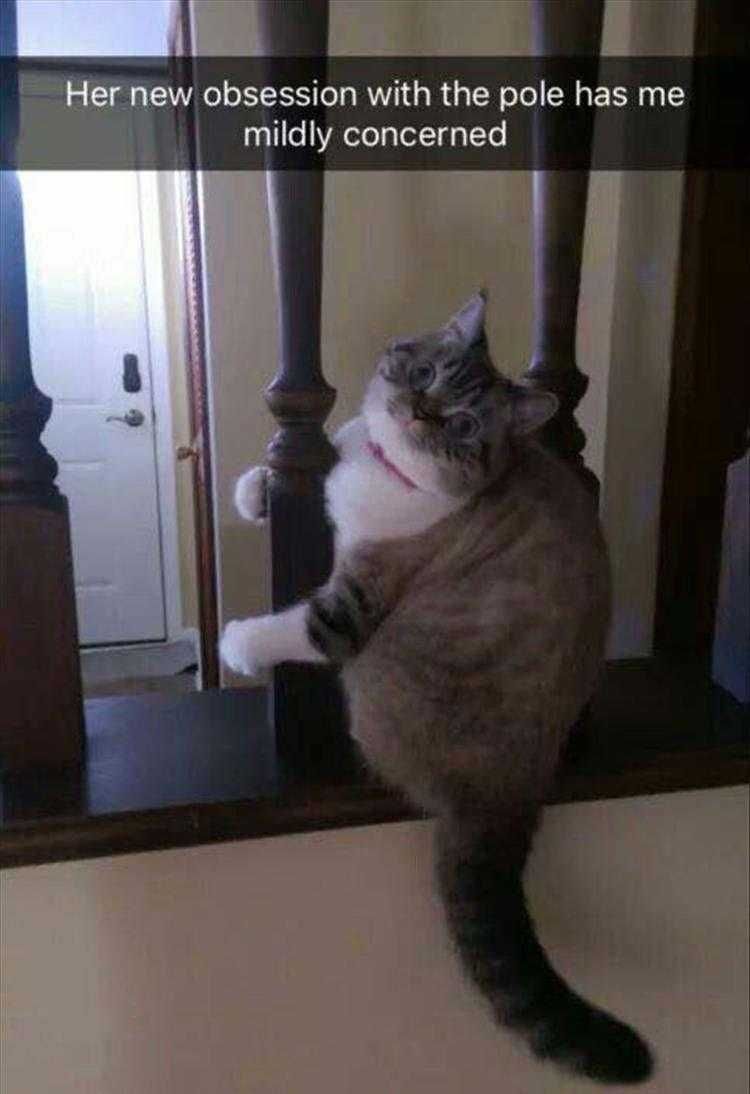 Funny Animal Photos Pole Dancing Cat