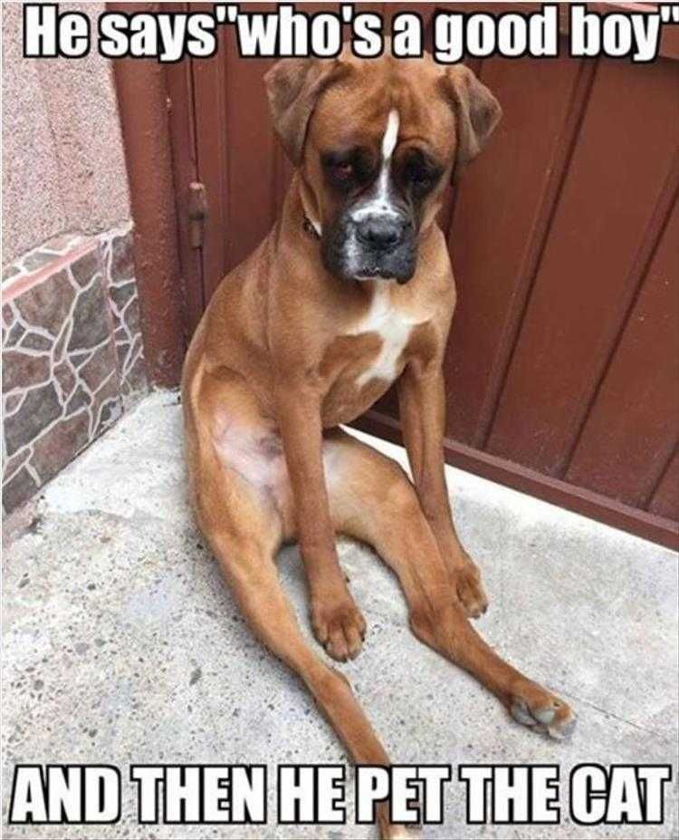 Funny Dog Photos Look Of Disappointment