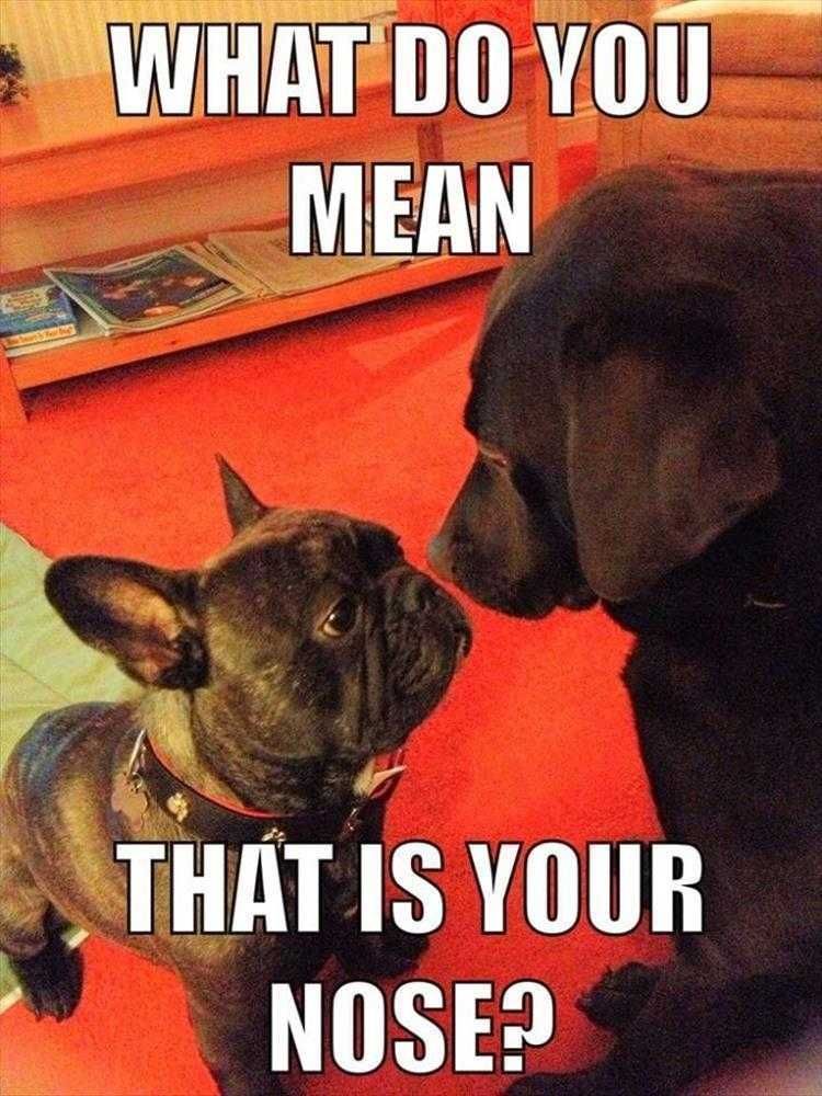 Funny Dog Photos Nosey Business