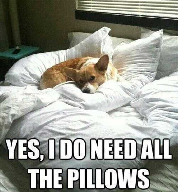 Funny Dog Photos Dog Needs Pillows