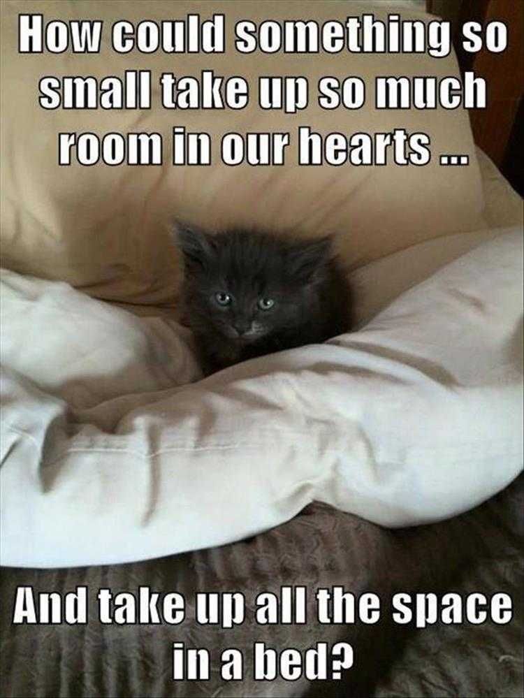 Funny Cat Photos Space Invader