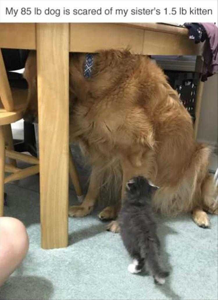 Funny Dog Photos Dogs Can'T Judge Size