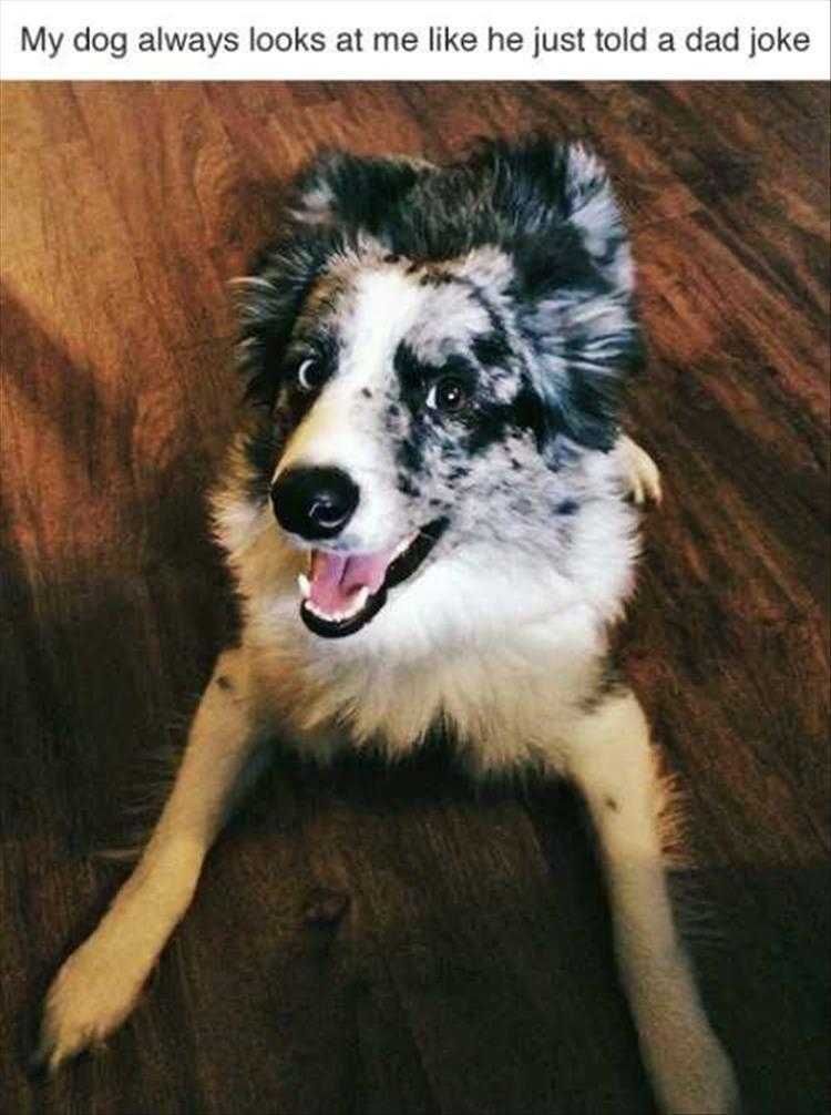 Funny Dog Photos Dad Joke Expression