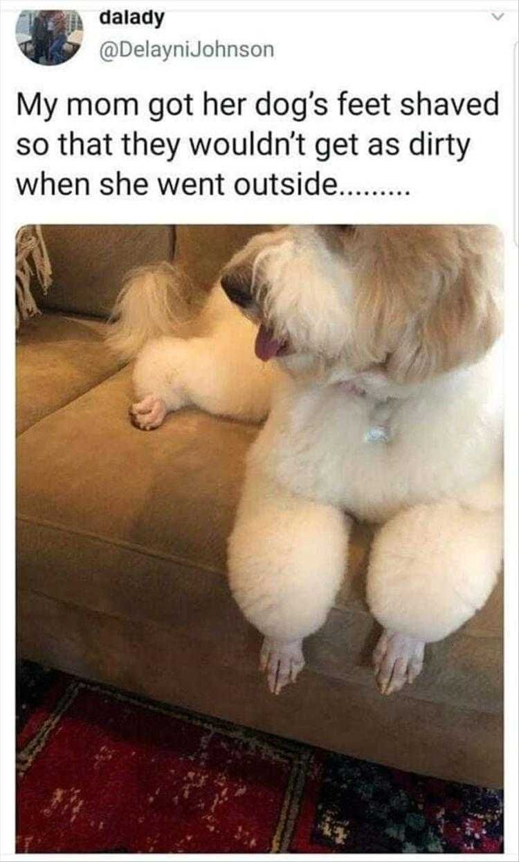 Very Funny Animal Memes Shaved Feet