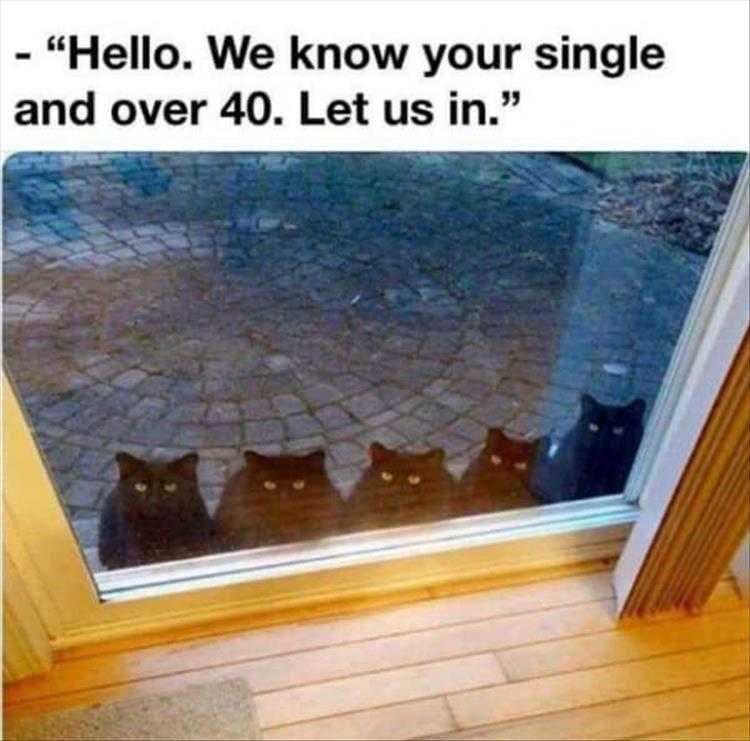 Very Funny Animal Memes Cat Lady Detector