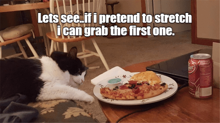 Very Funny Cat Memes Sneaky Stretch