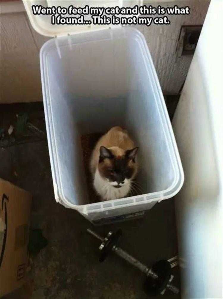 Very Funny Cat Memes Stray Cat In A Box