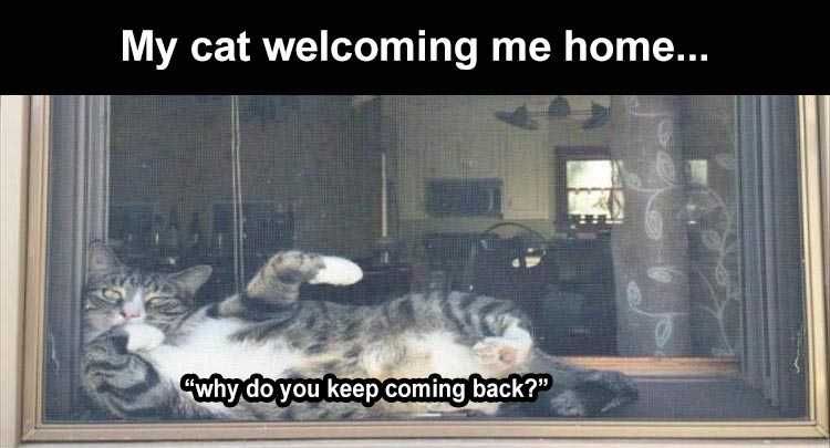 Very Funny Cat Meme Dab