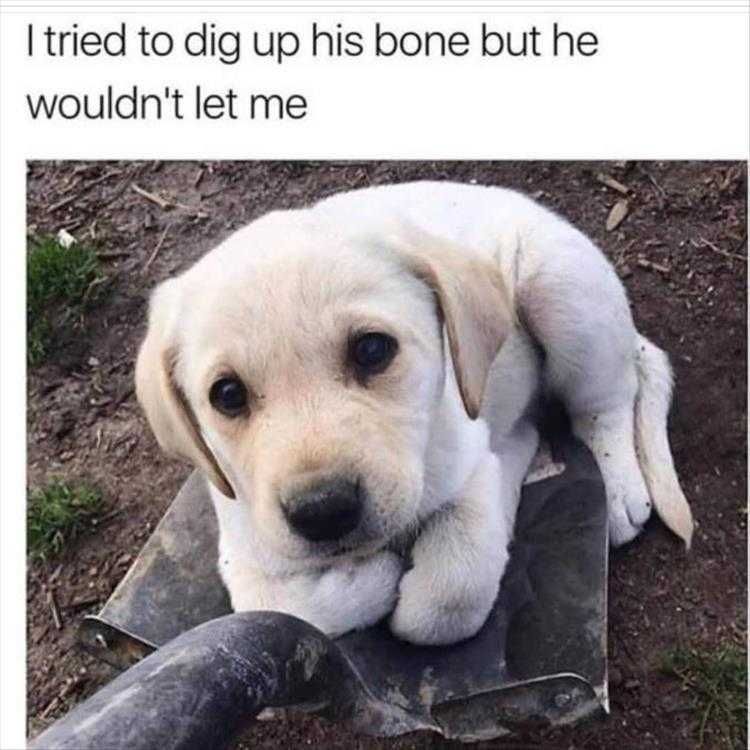 Very Funny Puppy Memes Please Don'T Dig My Bone Out