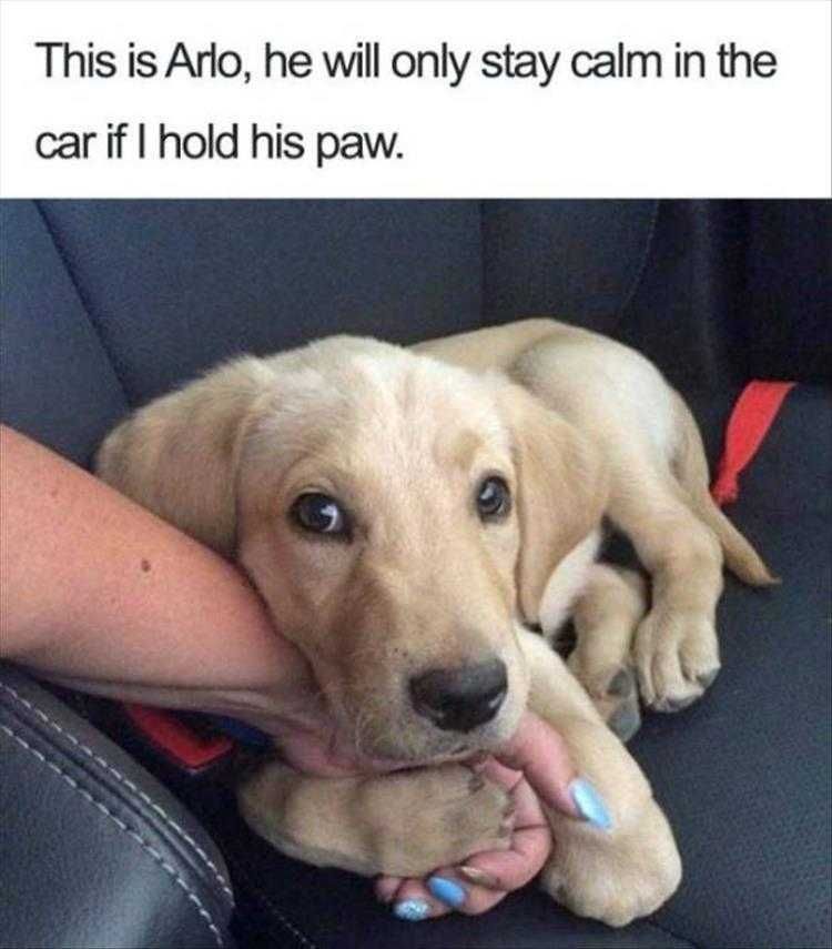 Very Funny Dog Memes Paw Holding Required