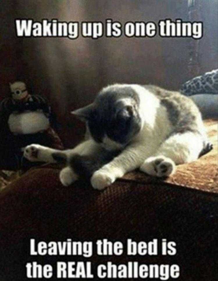 Very Funny Cat Memes Leaving Bed