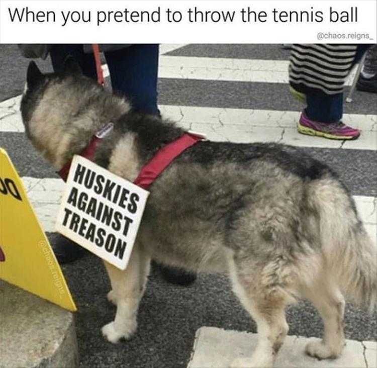 Very Funny Husky Memes Stop Teasing
