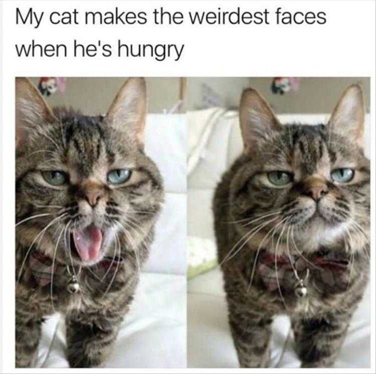 Very Funny Cat Memes The Look Of Hangry