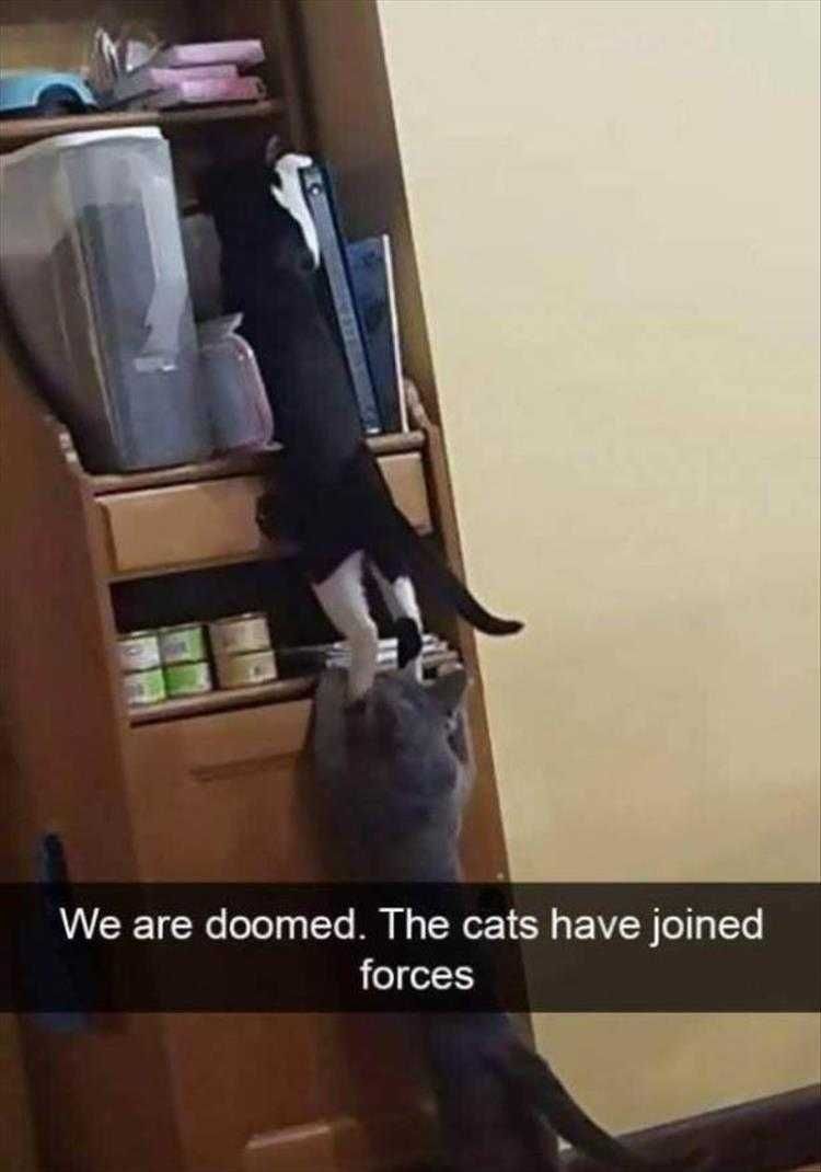 Very Funny Cat Memes Teamwork