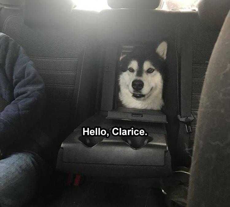Hilarious Animal Memes Silence Of The Husky