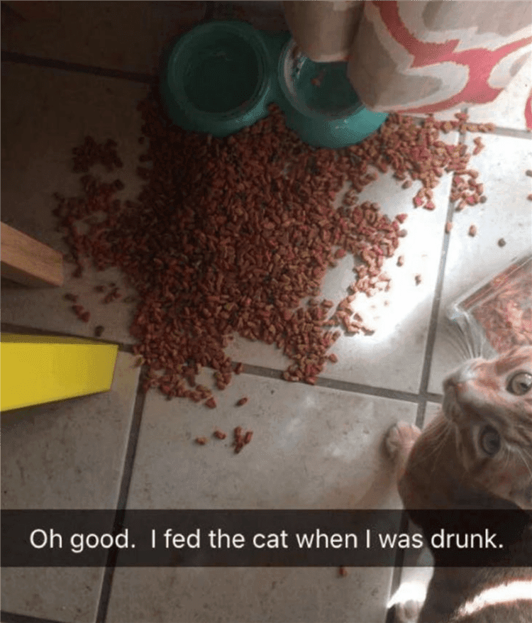 Hilarious Animal Memes Drunken Cat Feeding