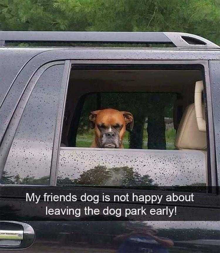 Hilarious Dog Meme Angry Dog