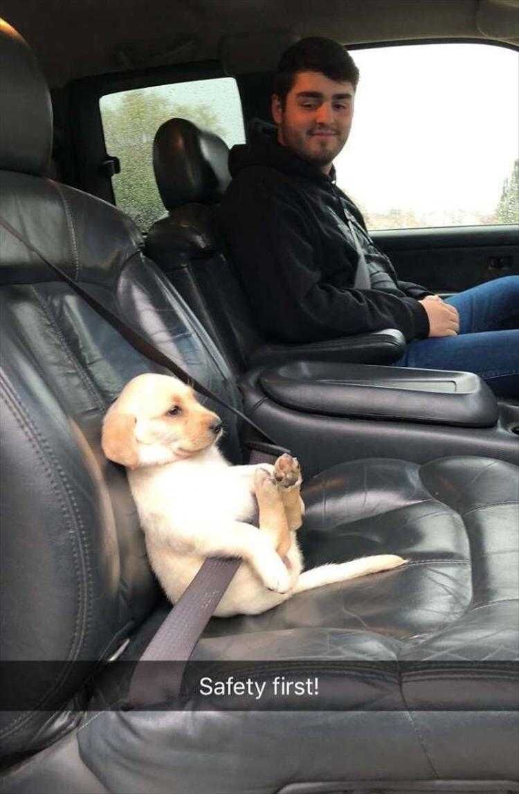 Hilarious Dog Meme Safety