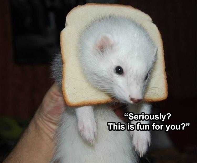 Hilarious Mouse Memes Mouse In Bread