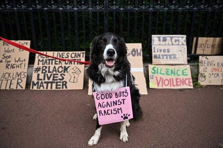 Hilarious Mouse Memes Dog Protestor