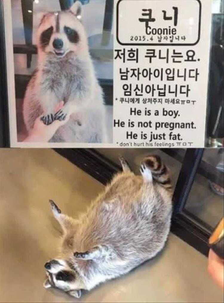 Hilarious Mouse Memes Coonie
