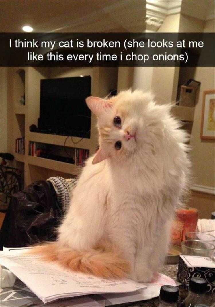 Hilarious Cat Memes Why You Chop Onions?