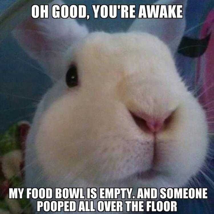 Hilarious Rabbit Memes Help Needed