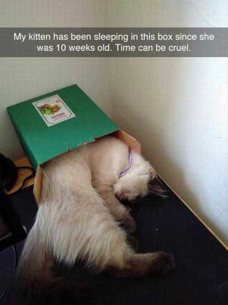 Hilarious Cat Memes Creatures Of Habit