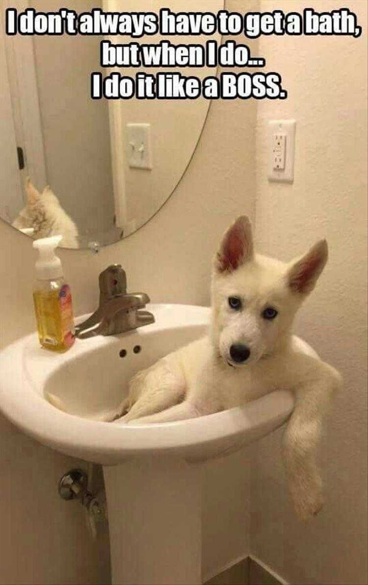 Hilarious Dog Memes Nailed It