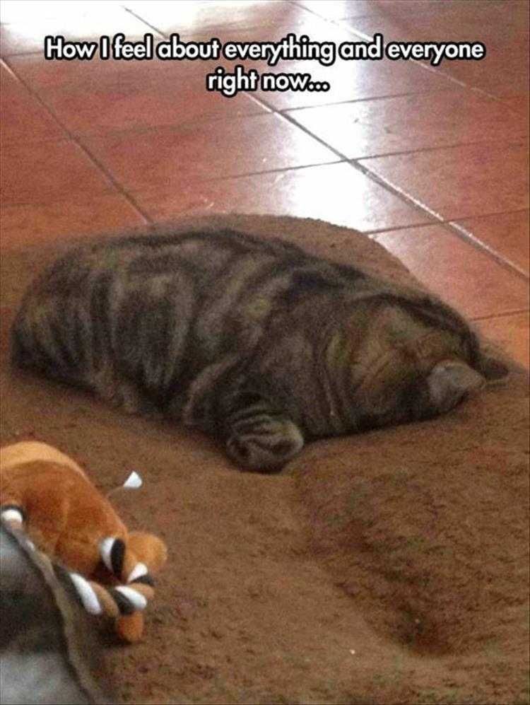 Hilarious Cat Memes 2020 Feeling