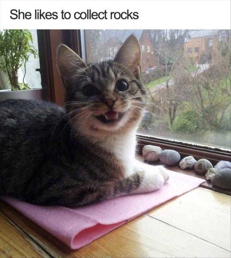 Hilarious Cat Memes Hoarder