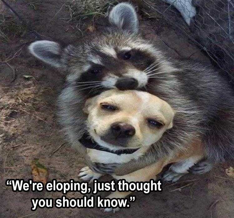 Hilarious Animal Memes Raccoon Dog Love