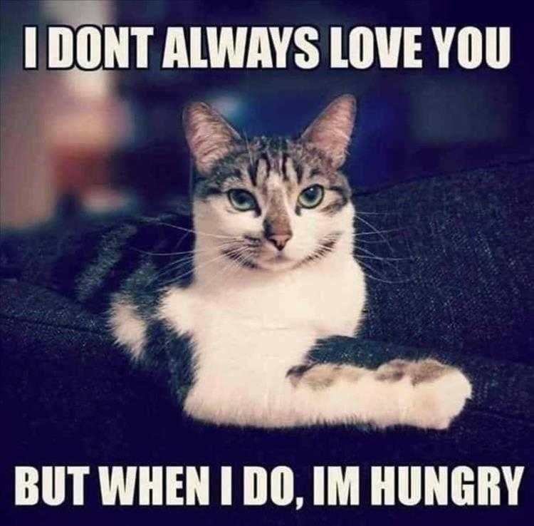 Funny Animal Memes With Caption Hunger Is The Source Of All Love