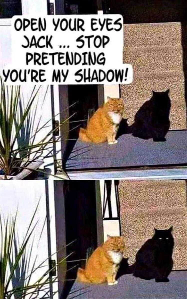 Funny Cat Memes With Captions Voids
