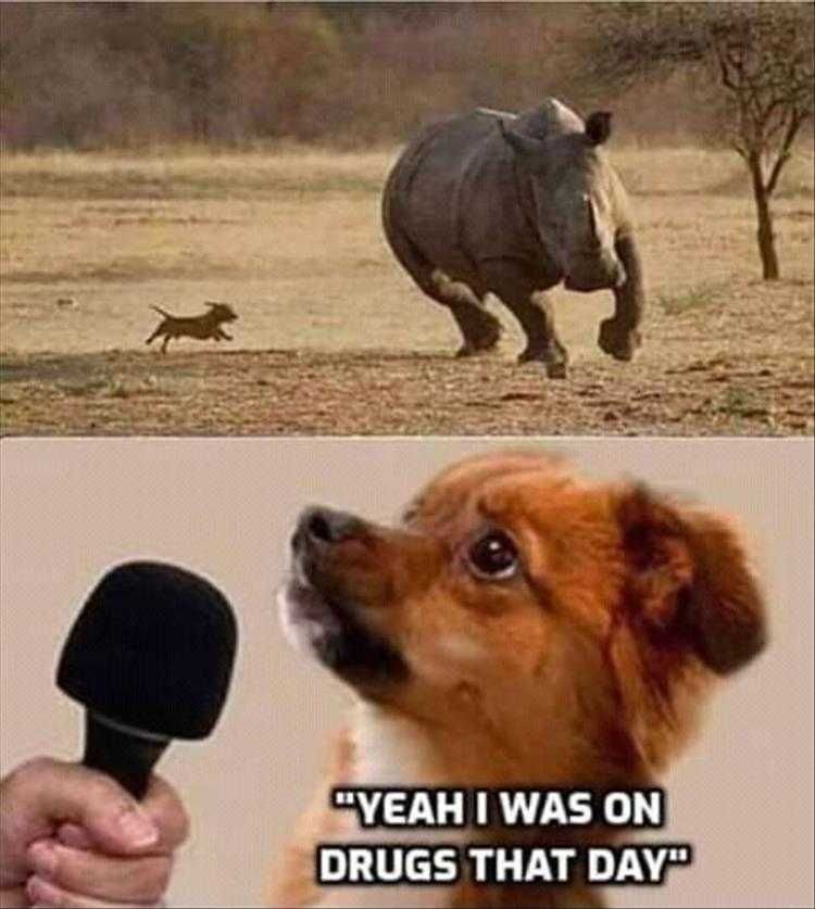 Funny Dog Memes With Captions Rhino Whisperer
