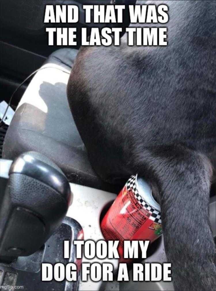 Funny Dog Memes With Captions Bad Passenger