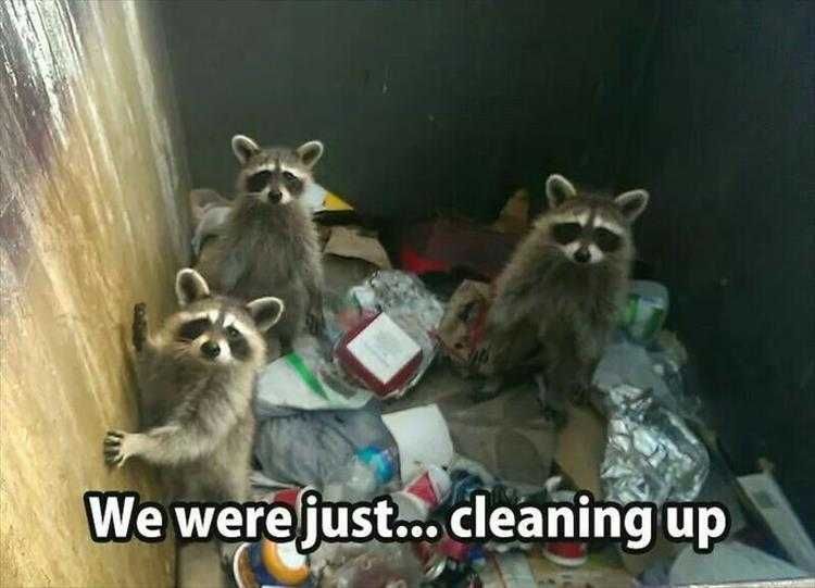 Funny Animal Memes With Captions Clean Up Crew