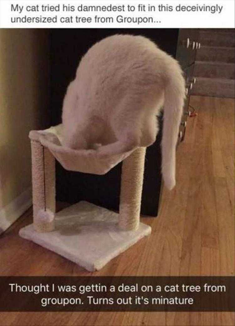 Funny Animal Memes With Captions Groupon Fail