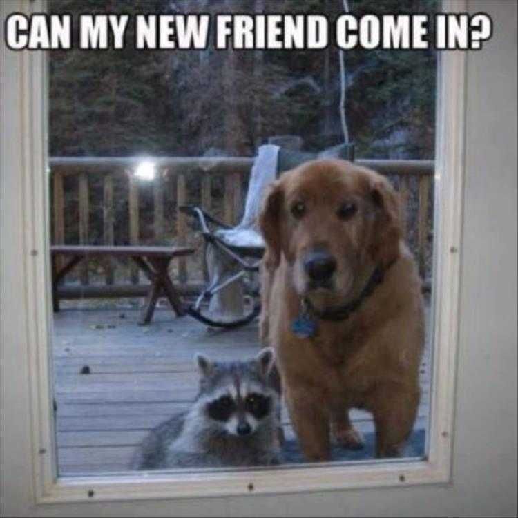 Funny Animal Memes With Captions Best Pals