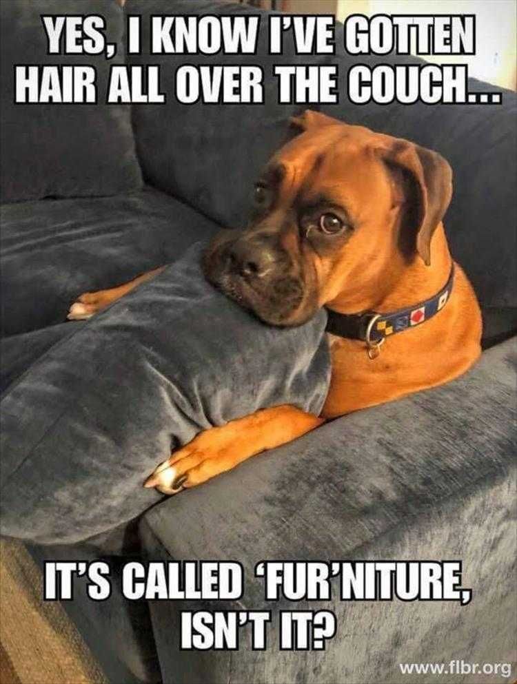 Top 30 Funny Animal Memes Of The Day 5Fcf94De1Bb4A