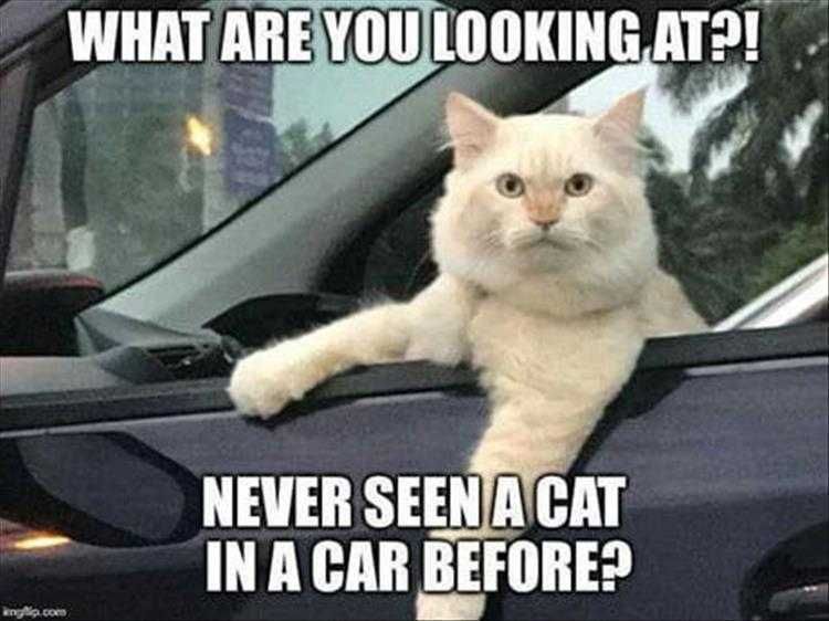 Funny Animal Memes With Captions Cat In A Car