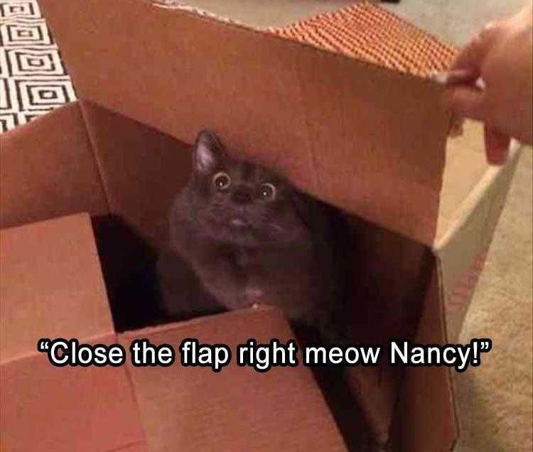 Funny Cat Memes With Caption Happy Place